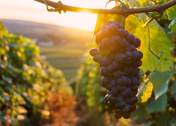 Planification des vendanges