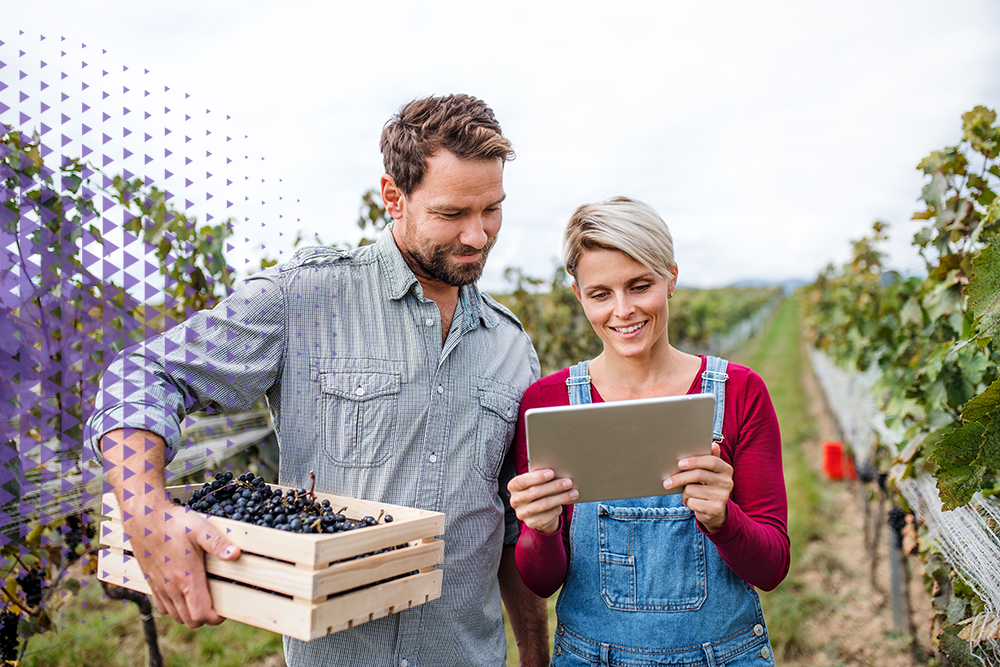 Vignerons utilisant une tablette pour gérer leur parcellaire